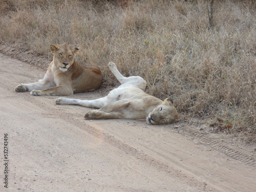 Kruger Park 