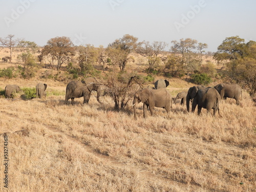 Kruger Park 