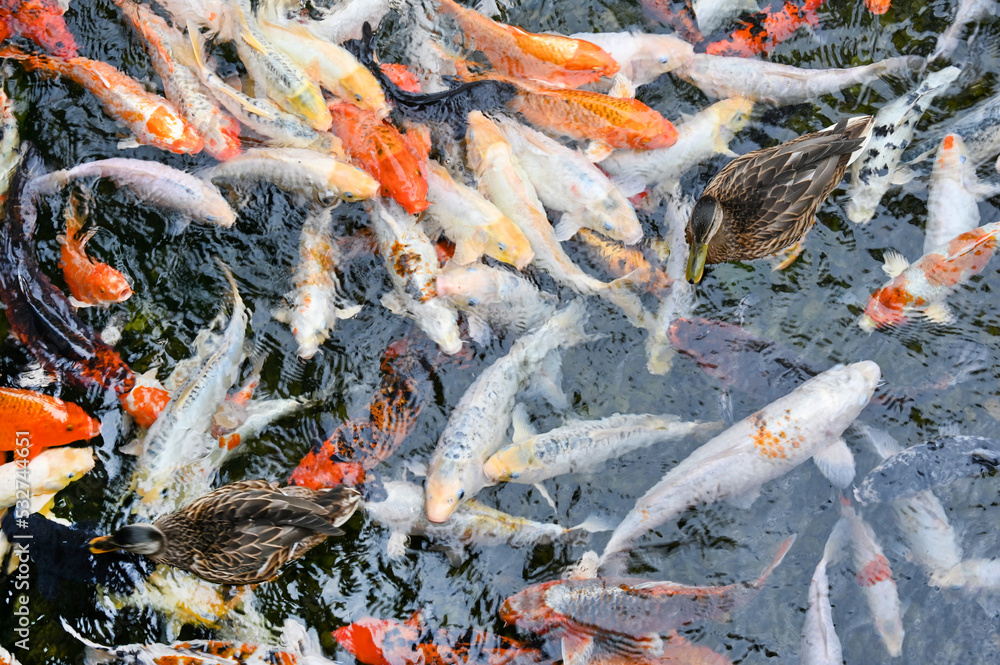 Red and white fish swim in the pond
Red and white fish swim in the pond
