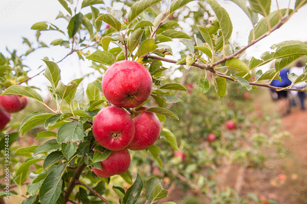 Organic apples hanging from a tree branch in an apple orchard Organic apples hanging from a tree branch in an apple orchard