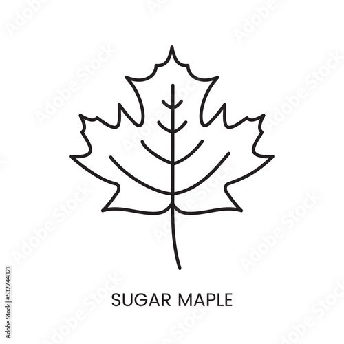 Sugar maple leaf linear icon in vector, illustration of the plant from which sugar is made.