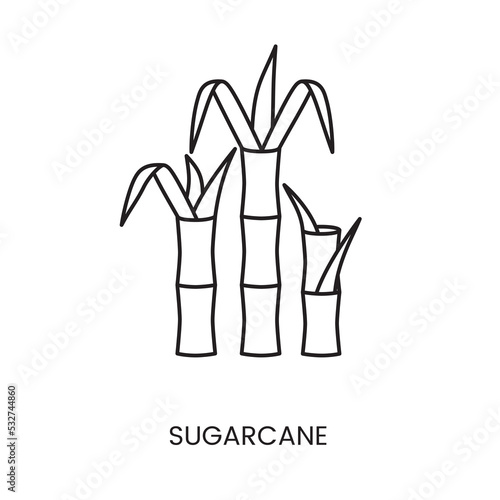 Sugar cane linear icon in vector, illustration of the plant from which sugar is made.