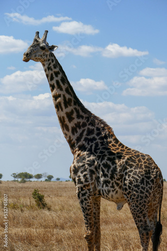 giraffe in the savannah © l