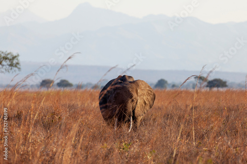 Canvas Print grass in the wind