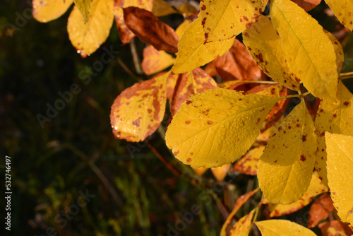 Bright yellow autumn leaves. Autumn background