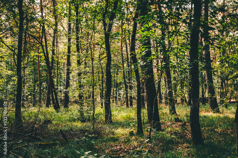 Wald im Gebiet der Mechelse Heide in Belgien Wald im Gebiet der Mechelse Heide in Belgien