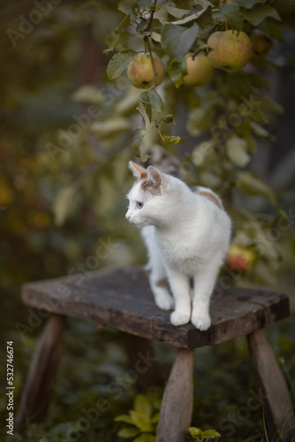 Photo of a beautiful white kitten in the autumn garden.
