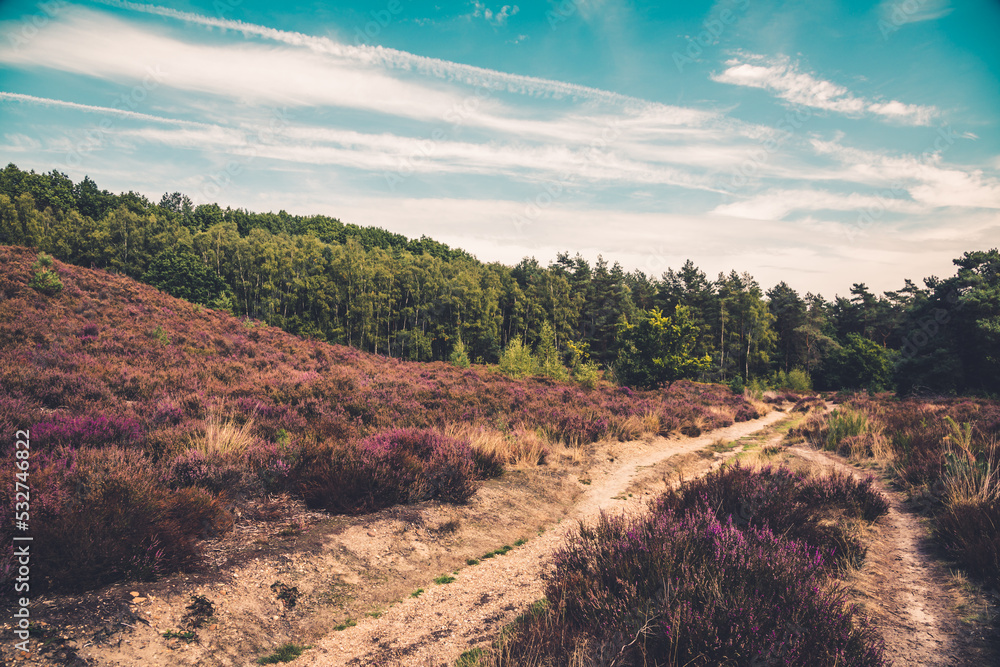 Naklejka premium Mechelse Heide in Belgien