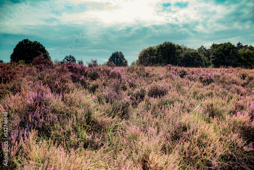 Mechelse Heide in Belgien