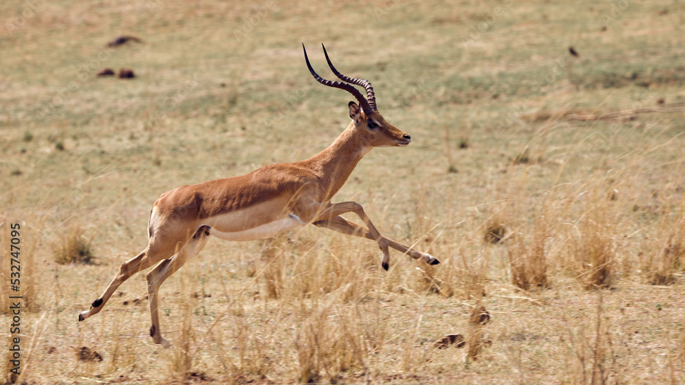 Naklejka premium Springende Antilopen im Mana Pools Nationalpark
