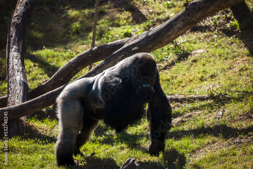 Westlicher Flachlandgorilla steht und frisst aus seiner Hand