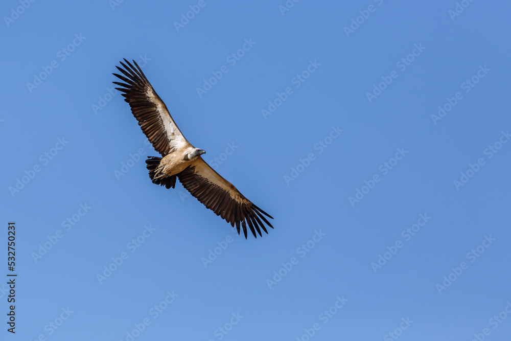 Naklejka premium White backed Vulture in flight isolated in blue sky in Kgalagadi transfrontier park, South Africa; Specie Gyps africanus family of Accipitridae