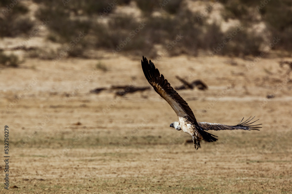 Obraz premium White backed Vulture in flight taking off in Kgalagadi transfrontier park, South Africa; Specie Gyps africanus family of Accipitridae