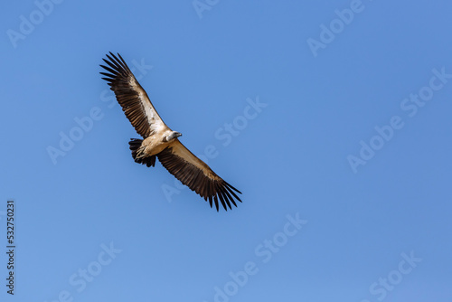 White backed Vulture in flight isolated in blue sky in Kgalagadi transfrontier park, South Africa  Specie Gyps africanus family of Accipitridae © PACO COMO