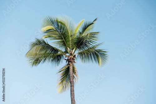 Palm tree and sky © Roxana