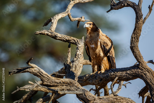 Tawny Eagle standing on a log in Kgalagadi transfrontier park, South Africa ; Specie Aquila rapax family of Accipitridae