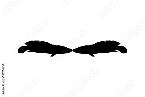 Snake Head Fish (freshwater perciform fish family Channidae) Silhouette for Logo, Pictogram or Graphic Design Element. Vector Illustration  photo