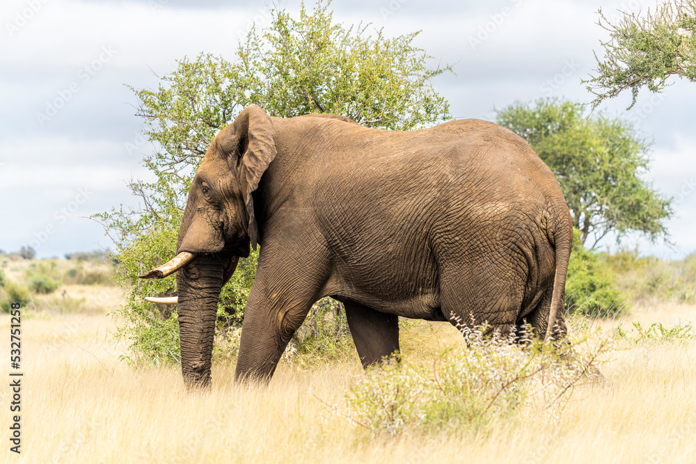 Fototapeta premium Wild Elephants in the Kruger National Park South Africa, portrait, herd, tusks, trunks