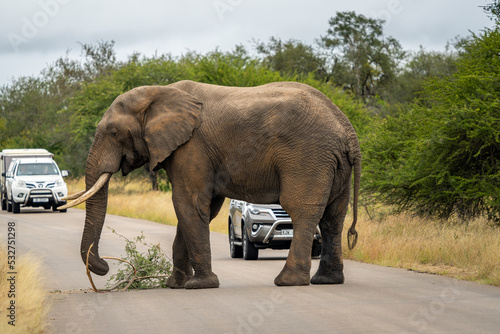 Wild Elephants in the Kruger National Park South Africa  portrait  herd  tusks  trunks