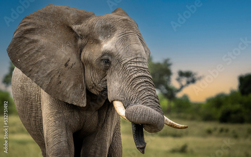Wild Elephants in the Kruger National Park South Africa  portrait  herd  tusks  trunks