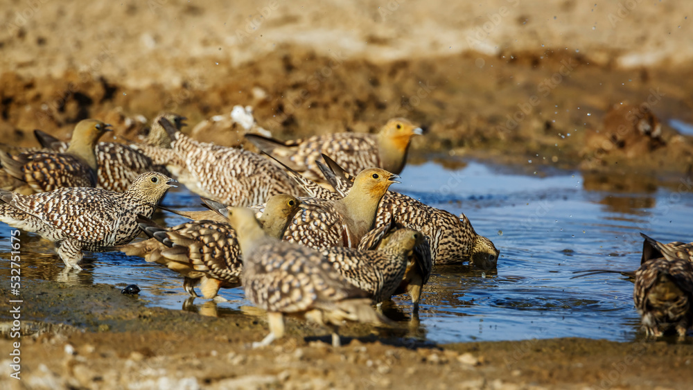 Flock of Namaqua sandgrouse drinking in waterhole in Kgalagadi transfrontier park, South Africa; specie Pterocles namaqua family of Pteroclidae Flock of Namaqua sandgrouse drinking in waterhole in Kgalagadi transfrontier park, South Africa; specie Pterocles namaqua family of Pteroclidae