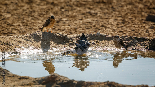 Gabar Goshawk bathing with two juveniles watchng in Kgalagadi transfrontier park, South Africa; specie  Micronisus gabar family of Accipitridae photo