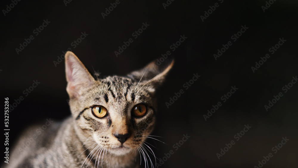 Vertical portrait of a mongrel forest cat of striped color against the background of a blurred garland, taken close-up. The symbol of the new year 2023 according to the Chinese calendar.