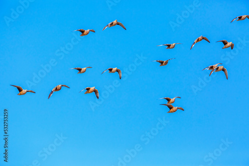Flock of Burchell's Sandgrouse in flight isolated in blue sky in Kgalagadi transfrontier park, South Africa; specie Pterocles burchelli family of Pteroclidae photo