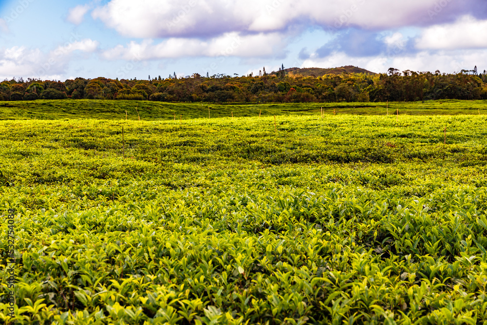 A lush green and natural tea plantation in the interior of the island of Mauritius