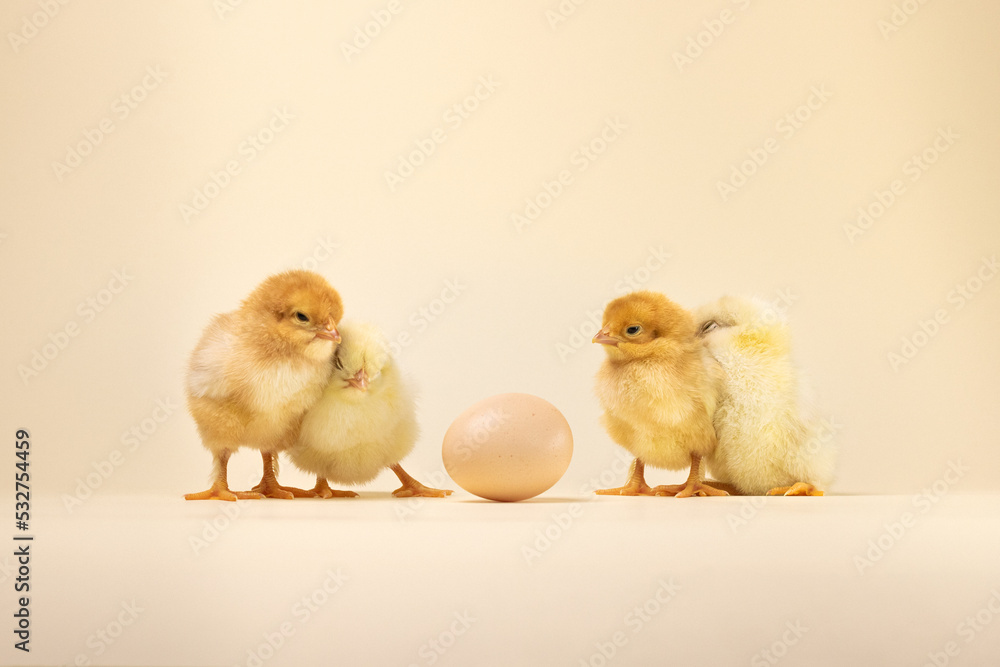 three baby chickens. two little chickens. chicken and eggs. little chickens three baby chickens. two little chickens. chicken and eggs. little chickens