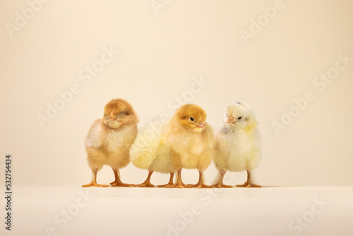 three baby chickens. two little chickens. chicken and eggs. little chickens