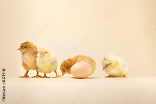 three baby chickens. two little chickens. chicken and eggs. little chickens