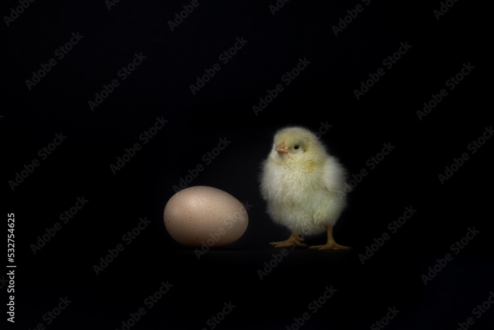 baby chicken near an egg on a black background