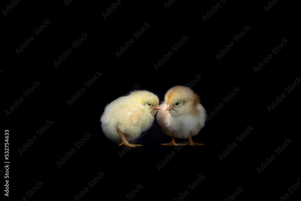 baby chicken isolated on black. two baby chickens on a black background