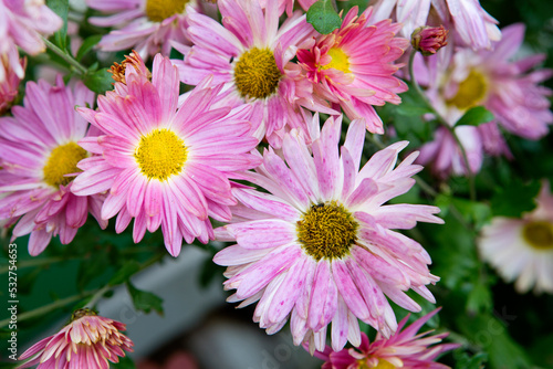 Pink chrysanthemum.  The queen of autumn is a chrysanthemum. The summer flowers have withered  giving way to the slightly sad beauty of chrysanthemums.