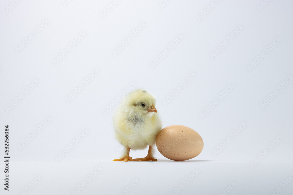 baby chicken near an egg on a white background, the baby chicken was snuggled up to the egg baby chicken near an egg on a white background, the baby chicken was snuggled up to the egg