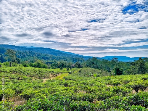 Tea Gardens in the Tropical Mountains