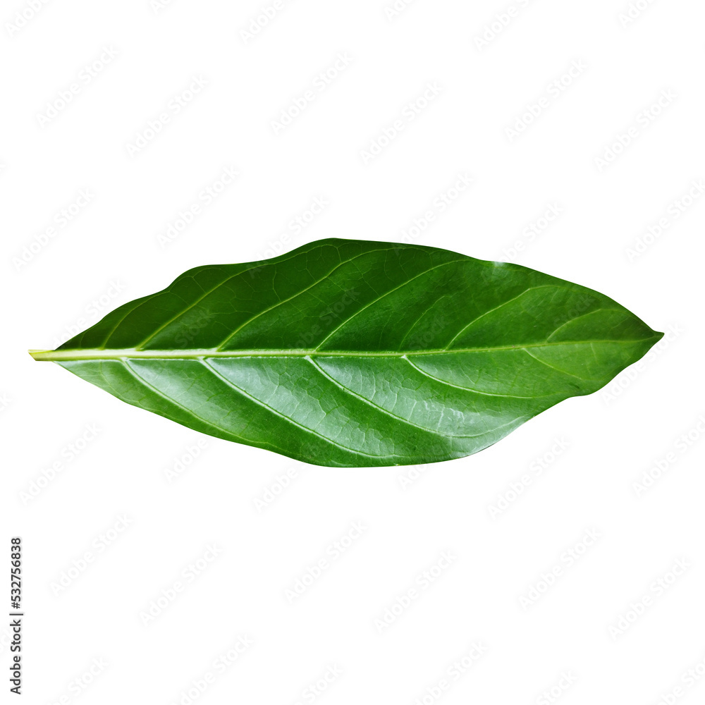 Obraz premium green leaf isolated on white background