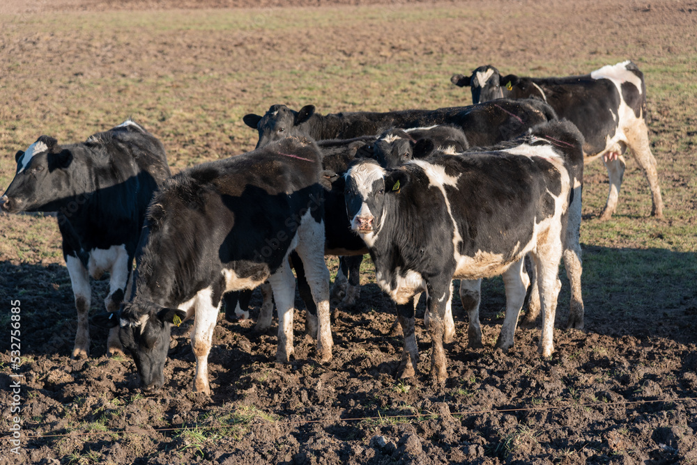 Holstein Friesian Cattle In Pasture