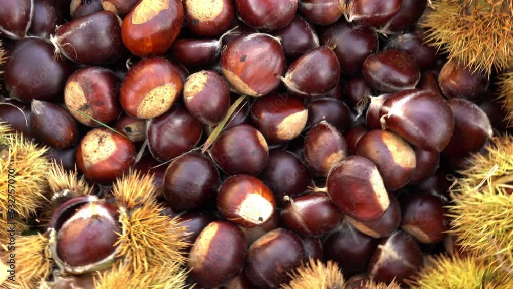 Pile of Chestnuts Rotating. Autumn Concept. Dry Fruit Pile of Chestnuts Rotating. Autumn Concept. Dry Fruit