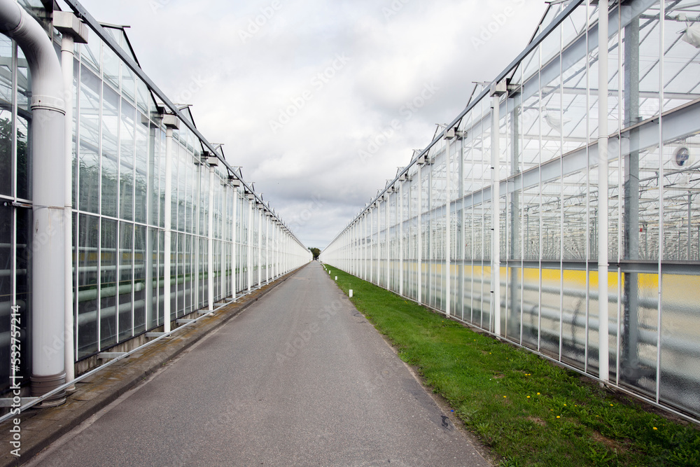 custom made wallpaper toronto digitalGreenhouses in the Netherlands