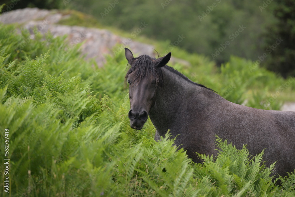 Fototapeta premium Pferdeparadies auf der Almweide
