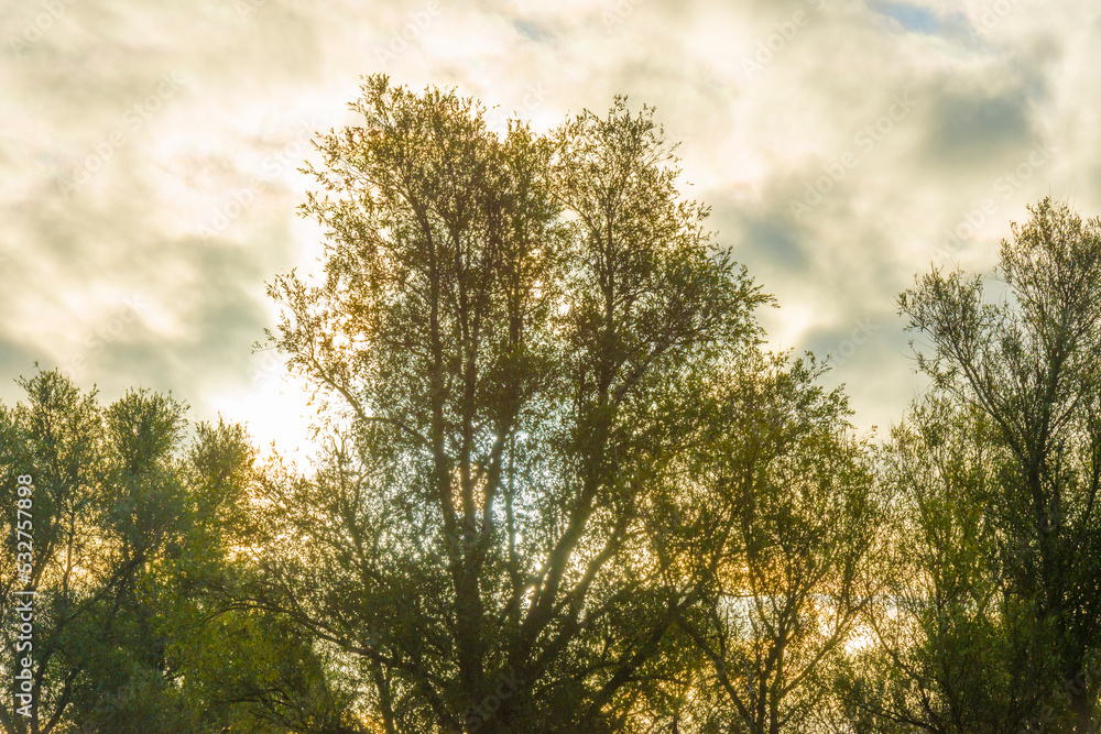 Obraz premium The edge of a lake with reed and withered wild flowers in wetland in sunlight at sunrise at fall, Almere, Flevoland, The Netherlands, September, 2022