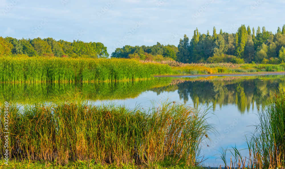 The edge of a lake with reed and withered wild flowers in wetland in sunlight at sunrise at fall, Almere, Flevoland, The Netherlands, September, 2022 The edge of a lake with reed and withered wild flowers in wetland in sunlight at sunrise at fall, Almere, Flevoland, The Netherlands, September, 2022