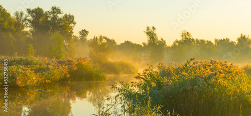 The edge of a foggy lake with reed and withered wild flowers in wetland in sunlight at sunrise at fall, Almere, Flevoland, The Netherlands, September, 2022