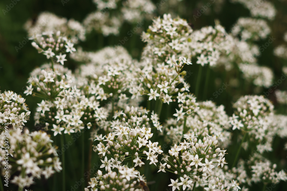 A close up of garlic chives. A green plant with small white flowers A close up of garlic chives. A green plant with small white flowers