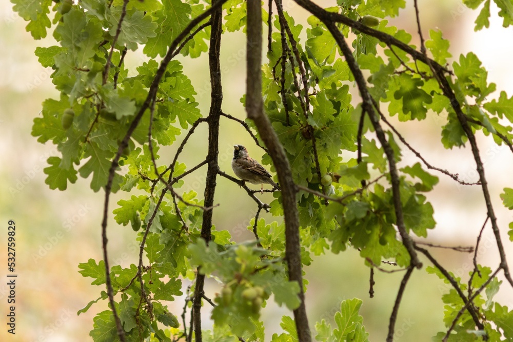 Fototapeta premium Berlin birds