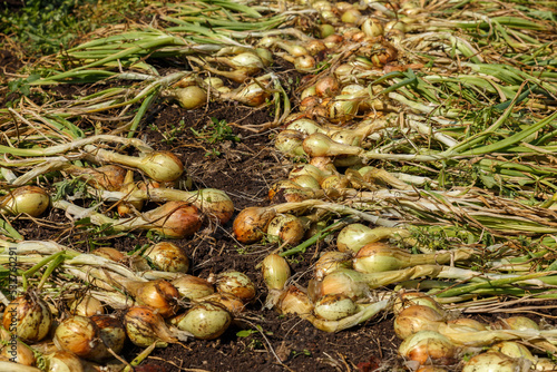 Onion harvest. Freshly harvested organic onions laid out to dry naturally in a vegetable garden. With roots, bulbs and still green leaves