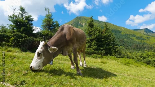 Cow eating grass near momountain. Closeup. Slowmo photo