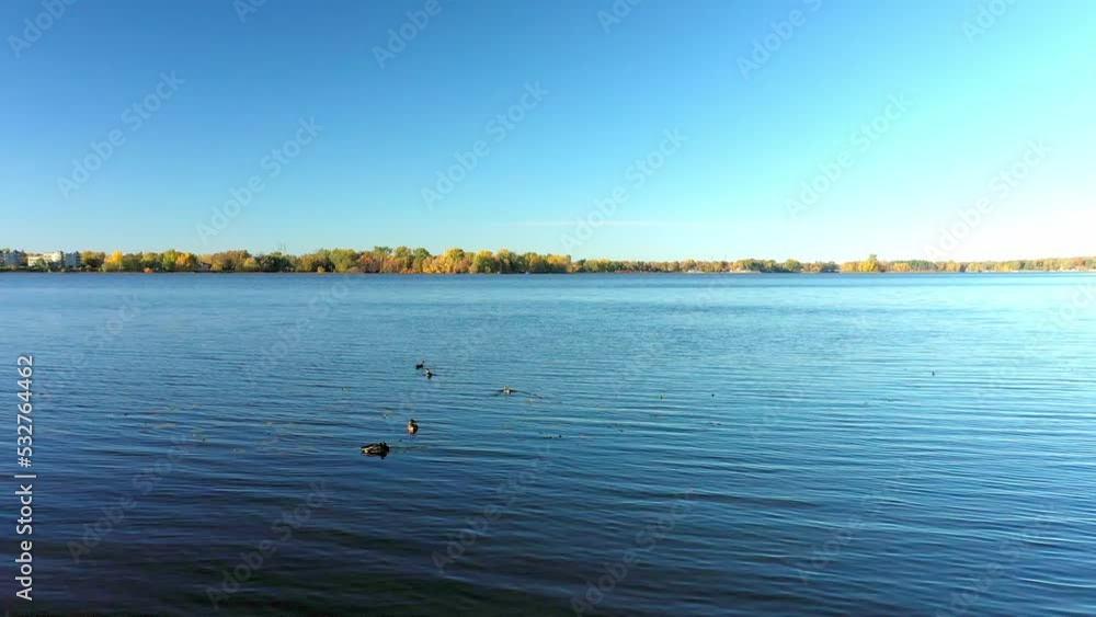 Aerial drone video in mid-air moving forward towards the ducks swimming on the river Aerial drone video in mid-air moving forward towards the ducks swimming on the river
